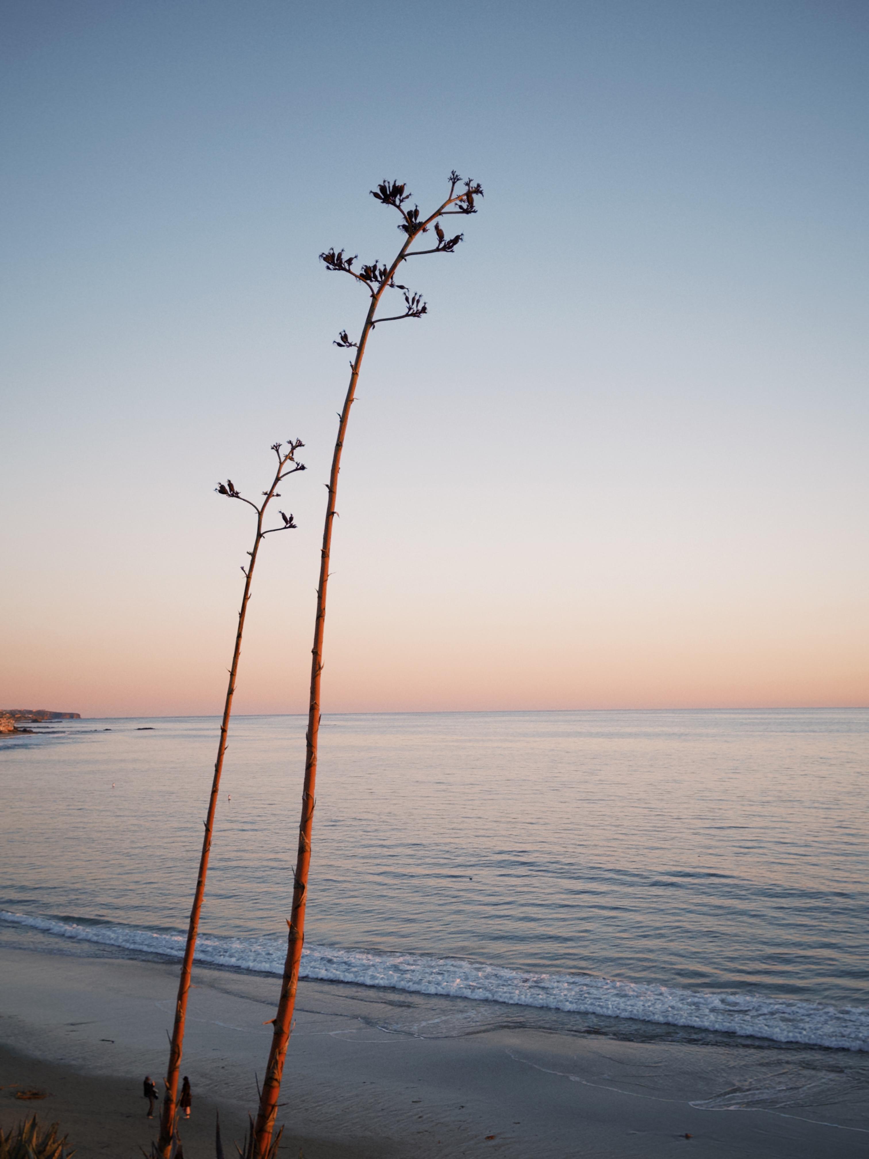 Lonely branches by the beach